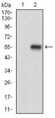 Western Blot: Neprilysin/CD10 Antibody (5E9A5) [NBP2-37301] - Western blot analysis using CD10 mAb against HEK293 (1) and CD10 (AA: 52-246)-hIgGFc transfected HEK293 (2) cell lysate.