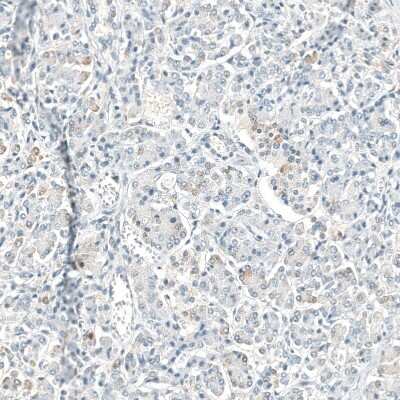 Immunohistochemistry-Paraffin: Neprilysin/CD10 Antibody (CL12448) [NBP3-15135] - Staining of human pancreas shows very weak positivity in exocrine glandular cells.
