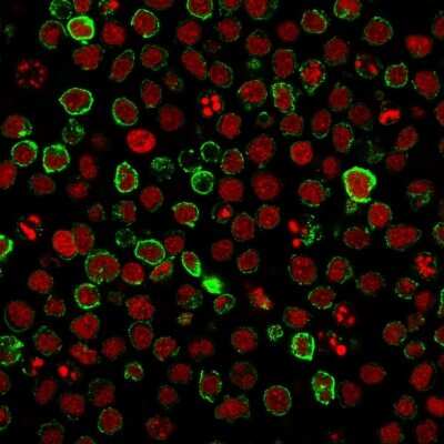 Immunofluorescence: Neprilysin/CD10 Antibody (FR4D11) [NBP2-44868] - ICC/IF staining of Ramos cells using  followed by goat anti-Mouse IgG conjugated to CF488 (green). Nuclei are stained with Red Dot.