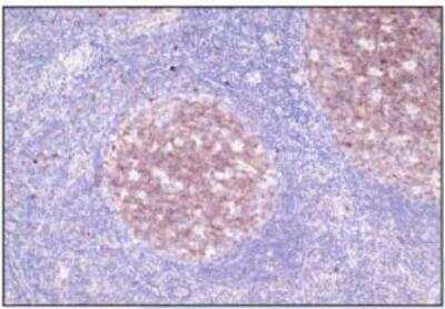 Immunohistochemistry-Paraffin: Neprilysin/CD10 Antibody (G27-P) [NBP1-79003] - Formalin-fixed and paraffin-embedded human tonsil tissue (4 um) stained with anti-CD10 (DB 057) antibody shows strong positive immunostaining of germinal centre cells.