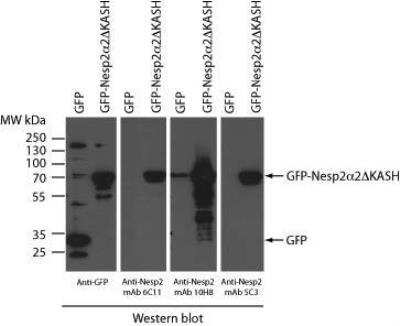 Western Blot: Nesprin 2 Antibody (6C11) [NBP2-59944] - HEK293 cells transiently expressing either GFP alone or GFP fused a small Nesp2 isoform (Nesp2a2DKASH) lacking the C-terminal KASH domain. This small isoform contains the ~180 residue Nesp2 polypeptide that was employed in the immunogen. Total cell lysates were analyzed by western blot employing either a rabbit anti-GFP or culture supernatant from three independent anti-Nesp2 hybridoma clones (6C11, 10H8 and 5C3)