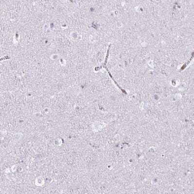 Immunohistochemistry-Paraffin: Nesprin 2 Antibody [NBP2-38620] - Staining of human cerebral cortex shows no positivity in neurons as expected.