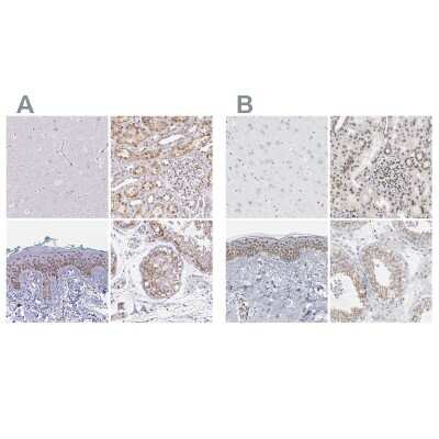 Immunohistochemistry-Paraffin: Nesprin 2 Antibody [NBP2-38620] - Staining of human cerebral cortex, kidney, skin and testis using Anti-SYNE2 antibody NBP2-38620 (A) shows similar protein distribution across tissues to independent antibody NBP1-84190 (B).