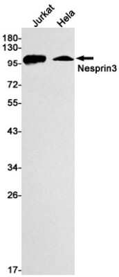 Western Blot: Nesprin-3 Antibody (S05-1B8) [NBP3-15067] - Western blot detection of Nesprin-3 in Jurkat, Hela cell lysates using Nesprin-3 Rabbit mAb (1:1000 diluted). Predicted band size: 112kDa. Observed band size: 112kDa.