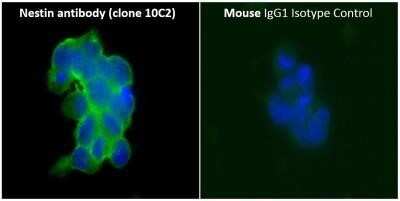 Immunocytochemistry/Immunofluorescence: Nestin Antibody (10C2) - Azide and BSA Free [NBP2-80869] - Analysis of formalin fixed, 0.1% Triton X-100 permeabilized F9 cells (Mouse teratocarcinoma) using Nestin antibody (clone 10C2) at 1:50 dilution. The primary antibody was detected using Alexa Fluor 488 labeled donkey anti-mouse IgG (H+L) cross-adsorbed secondary antibody (green) and nuclei were counterstained with DAPI (blue). An isotype control set was inclubated with mouse IgG1 isotype control antibody and the above mentioned secondary antibody. Nestin antibody (clone 10C2) generated a specific membrane-cytoplasmic staining of Nestin while the isotype control samples did not show any staining under same assay conditions. Image from the standard format of this antibody.