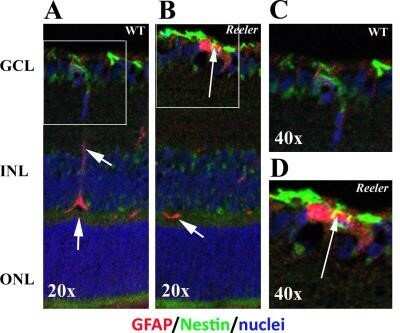 Immunohistochemistry: Nestin Antibody (10C2) - Azide and BSA Free [NBP2-80869] - GFAP and Nestin immunoreactivity in retinal sections. Epifluorescent acquisition of p28 Reeler and WT retinas. (A-D) As compared to WT, both GFAP (red) and Nestin (green) immunoreactivities were highly visible in Reeler retinas (AB, GCL). Arrows point at