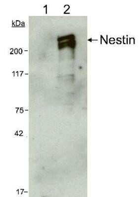 Western Blot: Nestin Antibody (10C2) - Azide and BSA Free [NBP2-80869] - WB analysis of 5 ug lysate from (1) Rat's total brain tissue, and (2) human CNS progenitor cells using Nestin antibody (clone 10C2) at 1:1000 dilution. The antibody did not react with rat, whereas, in lysate from human samples, it generated a doublet band representing the phosphorylated and the non-phosphorylated forms of Nestin protein. Image from the standard format of this antibody.