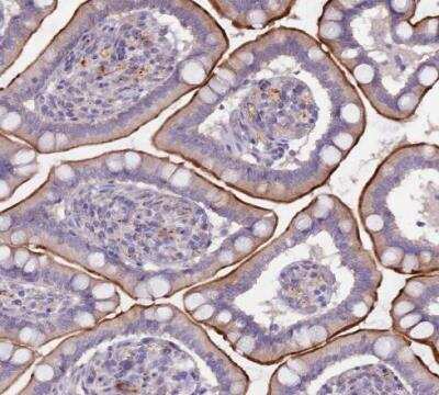 Immunohistochemistry-Paraffin: Netrin-4 Antibody [NBP2-13680] - Staining of human small intestine shows moderate positivity in apical membrane in glandular cells.