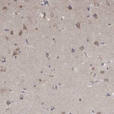 Immunohistochemistry-Paraffin: Neudesin Antibody [NBP1-84462] - Staining of human lateral ventricle shows cytoplasmic positivity in neuronal cells.