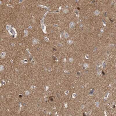 Immunohistochemistry-Paraffin: Neurabin 1 Antibody [NBP1-89857] - Staining of human cerebral cortex shows moderate cytoplasmic positivity in neuronal cells and in neuropil.