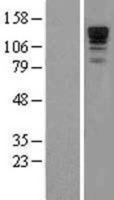 Western Blot: Neurabin 1 Overexpression Lysate (Adult Normal) [NBL1-14688] Left-Empty vector transfected control cell lysate (HEK293 cell lysate); Right -Over-expression Lysate for Neurabin 1.