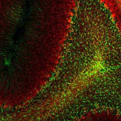 <b>Genetic Strategies Validation. </b>Immunohistochemistry Free-Floating: Neural Stem Cell Marker Antibody Pack [NBP1-42826] - Analysis of rat cerebellum section stained with mouse GFAP mAb (NBP1-05197), dilution 1:1,000 (Green), costained with rabbit neurofilament NF-L pAb, dilution 1:2,000 (Red). Following transcardial perfusion with 4% paraformaldehyde, brain was post fixed for 24hrs, cut to 45uM, and free-floating sections were stained with antibodies. The GFAP antibody stains a network of astroglial cells, while the NF-L antibody labels neuronal cells and their processes.