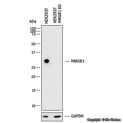 Knockout Validated: Neural Stem Cell Marker Antibody Pack [NBP1-42826] - Western blot shows lysates of HEK293T human embryonic kidney parental cell line and HMGB1 knockout (KO) HEK293T cell line. PVDF membrane was probed with 1.0 ug/ml of Rabbit Anti-Human HMGB1 Polyclonal Antibody (Catalog # NB100-2322) followed by HRP-conjugated Anti-Rabbit IgG Secondary Antibody (Catalog #HAF008). Specific band was detected for HMGB1 at approximately 30 kDa (as indicated) in the parental HEK293T cell line, but is not detectable in the knockout HEK293T cell line. This experiment was conducted under reducing conditions.