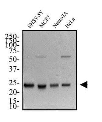 Neural Stem Cell Marker Antibody Pack [NBP1-42826] - Total protein from SHSY-5Y, MCF7, Neuro2A and HeLa was separated on a 12% gel by SDS-PAGE, transferred to PVDF membrane and blocked in 5% non-fat milk in TBST. The membrane was probed with 2.0 ug/mL anti-HMGB1 [NB100-2322] in 1% non-fat milk in TBST and detected with an anti-rabbit HRP secondary antibody using chemiluminescence.