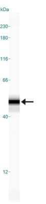 Simple Western: Neural Stem Cell Marker Antibody Pack [NBP1-42826] - Simple Western lane view shows a specific band for GFAP in 0.05 mg/ml of Human Brain lysate using NBP1-05197. This experiment was performed under reducing conditions using the 12-230 kDa separation system.