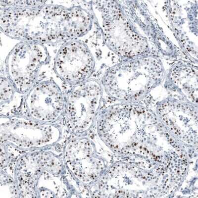 Immunohistochemistry-Paraffin: Neuregulin-1/NRG1 Antibody [NBP1-81834] - Staining of human testis shows moderate nuclear positivity in cells in seminiferous ducts.