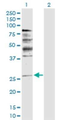 Western Blot: Neuregulin-1/NRG1 Antibody [H00003084-D01P] - Analysis of NRG1 expression in transfected 293T cell line by NRG1 polyclonal antibody.Lane 1: NRG1 transfected lysate(26.10 KDa).Lane 2: Non-transfected lysate.