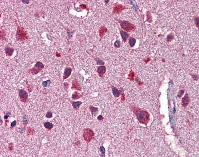 Immunohistochemistry-Paraffin: Neuregulin 3 Antibody [NBP1-59338] - Human Brain, cortex tissue at an antibody concentration of 4-8ug/ml.