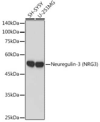 Western Blot: Neuregulin-3/NRG3 Antibody (6V9X1) [NBP3-15901] - Western blot analysis of extracts of various cell lines, using Neuregulin-3 (Neuregulin-3/NRG3) antibody (NBP3-15901) at 1:1000 dilution. Secondary antibody: HRP Goat Anti-Rabbit IgG (H+L) at 1:10000 dilution. Lysates/proteins: 25ug per lane. Blocking buffer: 3% nonfat dry milk in TBST. Detection: ECL Basic Kit. Exposure time: 60s.