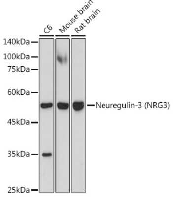 Western Blot: Neuregulin-3/NRG3 Antibody (6V9X1) [NBP3-15901] - Western blot analysis of extracts of various cell lines, using Neuregulin-3 (Neuregulin-3/NRG3) antibody (NBP3-15901) at 1:1000 dilution. Secondary antibody: HRP Goat Anti-Rabbit IgG (H+L) at 1:10000 dilution. Lysates/proteins: 25ug per lane. Blocking buffer: 3% nonfat dry milk in TBST. Detection: ECL Enhanced Kit. Exposure time: 180s.