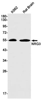 Western Blot: Neuregulin-3/NRG3 Antibody (S02-9E5) [NBP3-19721] - Western blot detection of Neuregulin-3/NRG3 in K562, Rat Brain lysates using NBP3-19721 (1:1000 diluted). Predicted band size: 78kDa. Observed band size: 55kDa.