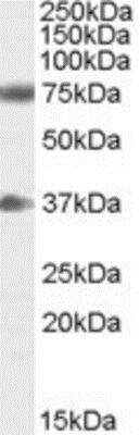 Western Blot: Neuregulin-3/NRG3 Antibody [NB100-61670] - Analysis of Neuregulin 3 in Human Brain (Cerebellum) lysate (35ug protein in RIPA buffer) using this antibody at 0.3 ug/ml. Primary incubation was 1 hour. Detected by chemiluminescence.