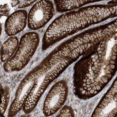 Immunohistochemistry: Neurexophilin 2 Antibody [NBP1-87380] - Staining of human stomach shows strong cytoplasmic and membranous positivity in glandular cells.