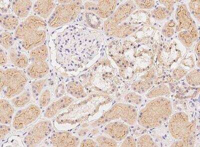 Immunohistochemistry-Paraffin: Neurexophilin 2 Antibody [NBP3-05854] - Staining of human NXPH2 in human kidney with rabbit polyclonal antibody at 1:500 dilution.