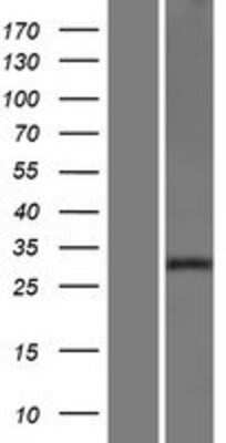 Western Blot: Neurexophilin 2 Overexpression Lysate (Adult Normal) [NBP2-10377] Left-Empty vector transfected control cell lysate (HEK293 cell lysate); Right -Over-expression Lysate for Neurexophilin 2.