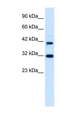 Western Blot: Neuro D4 Antibody [NBP1-80040] - HepG2 cell lysate, concentration 0.2-1 ug/ml.