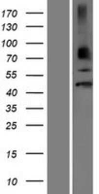 Western Blot Neuro D4 Overexpression Lysate
