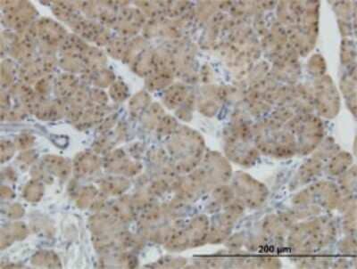 Immunohistochemistry-Paraffin: NeuroD1 Antibody (3D11) [H00004760-M02] - Analysis of monoclonal antibody to NEUROD1 on formalin-fixed paraffin-embedded human pancreas. Antibody concentration 3 ug/ml.