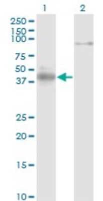 Western Blot: NeuroD1 Antibody (3D11) [H00004760-M02] - Analysis of NEUROD1 expression in transfected 293T cell line by NEUROD1 monoclonal antibody (M02), clone 3D11.Lane 1: NEUROD1 transfected lysate(39.9 KDa).Lane 2: Non-transfected lysate.