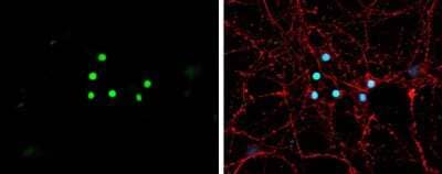 Immunocytochemistry/Immunofluorescence: NeuroD1 Antibody [NBP3-13350] - NeuroD1 antibody detects NeuroD1 protein by immunofluorescent analysis. Sample: DIV9 rat E18 primary hippocampal neuron cells were fixed in 4% paraformaldehyde at RT for 15 min. Green: NeuroD1 stained by NeuroD1 antibody (NBP3-13350) diluted at 1:500. Red: alpha Tubulin, stained by alpha Tubulin antibody [GT114] (NBP2-43837) diluted at 1:500. Blue: Fluoroshield with DAPI.