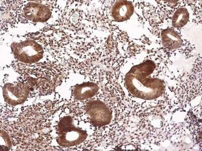 Immunohistochemistry-Paraffin: NeuroD1 Antibody [NBP2-98697] - Immunochemical staining of human NeuroD1 in human endometrium with rabbit polyclonal antibody (1:2000, formalin-fixed paraffin embedded sections).