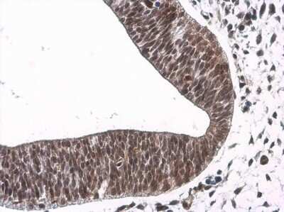 Immunohistochemistry-Paraffin: NeuroD1 Antibody [NBP3-13350] - E10.5 mouse embryo. NeuroD1 stained by NeuroD1 antibody (NBP3-13350) diluted at 1:500. Antigen Retrieval: Citrate buffer, pH 6.0, 15 min