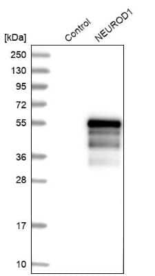 Western Blot: NeuroD1 Antibody [NBP1-88661] - Analysis in control (vector only transfected HEK293T lysate) and NEUROD1 over-expression lysate (Co-expressed with a C-terminal myc-DDK tag (3.1 kDa) in mammalian HEK293T cells).