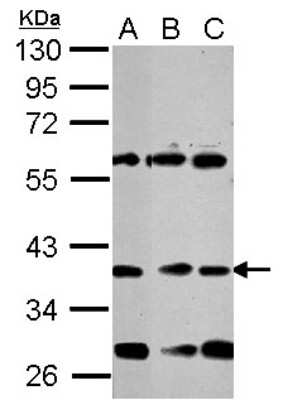 Western Blot: NeuroD1 Antibody [NBP2-19519] - Sample (30 ug of whole cell lysate) A: NT2D1 B: U87-MG C: SK-N-SH 10% SDS PAGE gel, diluted at 1:1000.