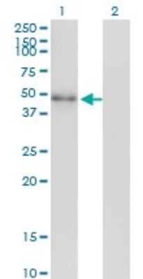 Western Blot: NeuroD2 Antibody (3E7) [H00004761-M01] - Analysis of NEUROD2 expression in transfected 293T cell line by NEUROD2 monoclonal antibody (M01), clone 3E7.Lane 1: NEUROD2 transfected lysate(41.3 KDa).Lane 2: Non-transfected lysate.