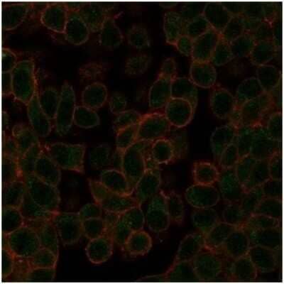 Immunocytochemistry/Immunofluorescence: NeuroD2 Antibody (PCRP-NEUROD2-1G1) [NBP3-13981] - Immunofluorescence Analysis of PFA-fixed HeLa cells stained using NeuroD2 Antibody (PCRP-NEUROD2-1G1) followed by goat anti-mouse IgG-CF488 (green). CF640A phalloidin (red).