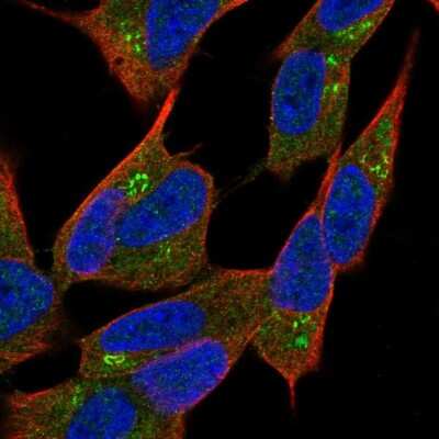 Immunocytochemistry/Immunofluorescence: Neurobeachin Antibody [NBP1-90004] - Staining of human cell line SH-SY5Y shows localization to cytosol & the Golgi apparatus. Antibody staining is shown in green.