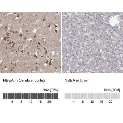 Immunohistochemistry-Paraffin: Neurobeachin Antibody [NBP1-90004] - Analysis in human cerebral cortex and liver tissues using NBP1-90004 antibody. Corresponding NBEA RNA-seq data are presented for the same tissues.