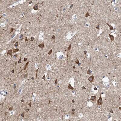 Immunohistochemistry-Paraffin: Neurobeachin Antibody [NBP1-90004] - Staining of human cerebral cortex shows strong cytoplasmic positivity in neurons.