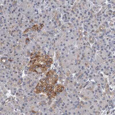 Immunohistochemistry-Paraffin: Neurobeachin Antibody [NBP1-90004] - Staining of human pancreas shows moderate cytoplasmic positivity in islets of Langerhans.