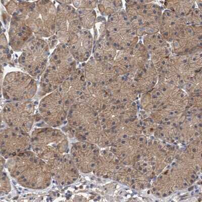 Immunohistochemistry-Paraffin: Neurobeachin Antibody [NBP1-90004] - Staining of human stomach shows moderate cytoplasmic positivity in glandular cells.