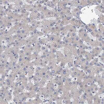 Immunohistochemistry-Paraffin: Neurobeachin Antibody [NBP1-90004] - Staining of human liver shows no positivity in hepatocytes as expected.