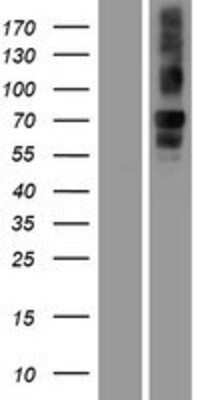 Western Blot: Neurobeachin Overexpression Lysate (Adult Normal) [NBP2-07133] Left-Empty vector transfected control cell lysate (HEK293 cell lysate); Right -Over-expression Lysate for Neurobeachin.