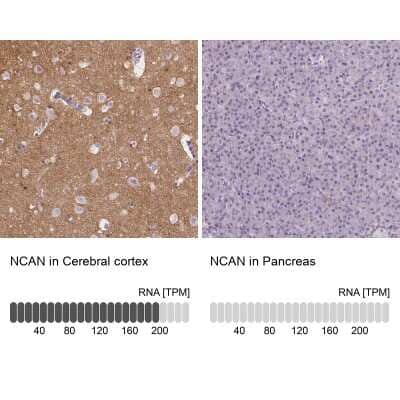 Immunohistochemistry-Paraffin Neurocan Antibody - BSA Free
