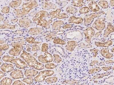 Immunohistochemistry-Paraffin: Neurocan Antibody [NBP2-98027] - Immunochemical staining of human Neurocan in human kidney with rabbit polyclonal antibody at 1:100 dilution, formalin-fixed paraffin embedded sections.