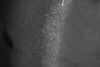 Immunohistochemistry: Neurochondrin Antibody [NBP1-60892] - Mouse Stratum Lucidum, CA3. 1:50 antibody dilution. 